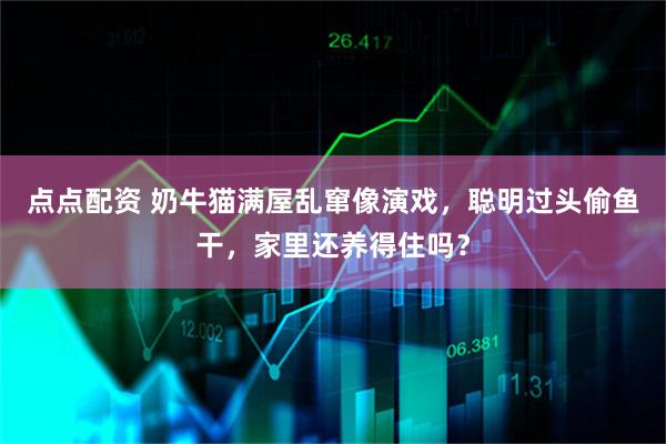 点点配资 奶牛猫满屋乱窜像演戏，聪明过头偷鱼干，家里还养得住吗？